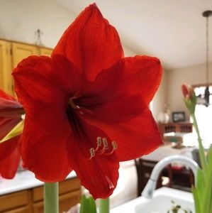 Meet your Posher, Laurie